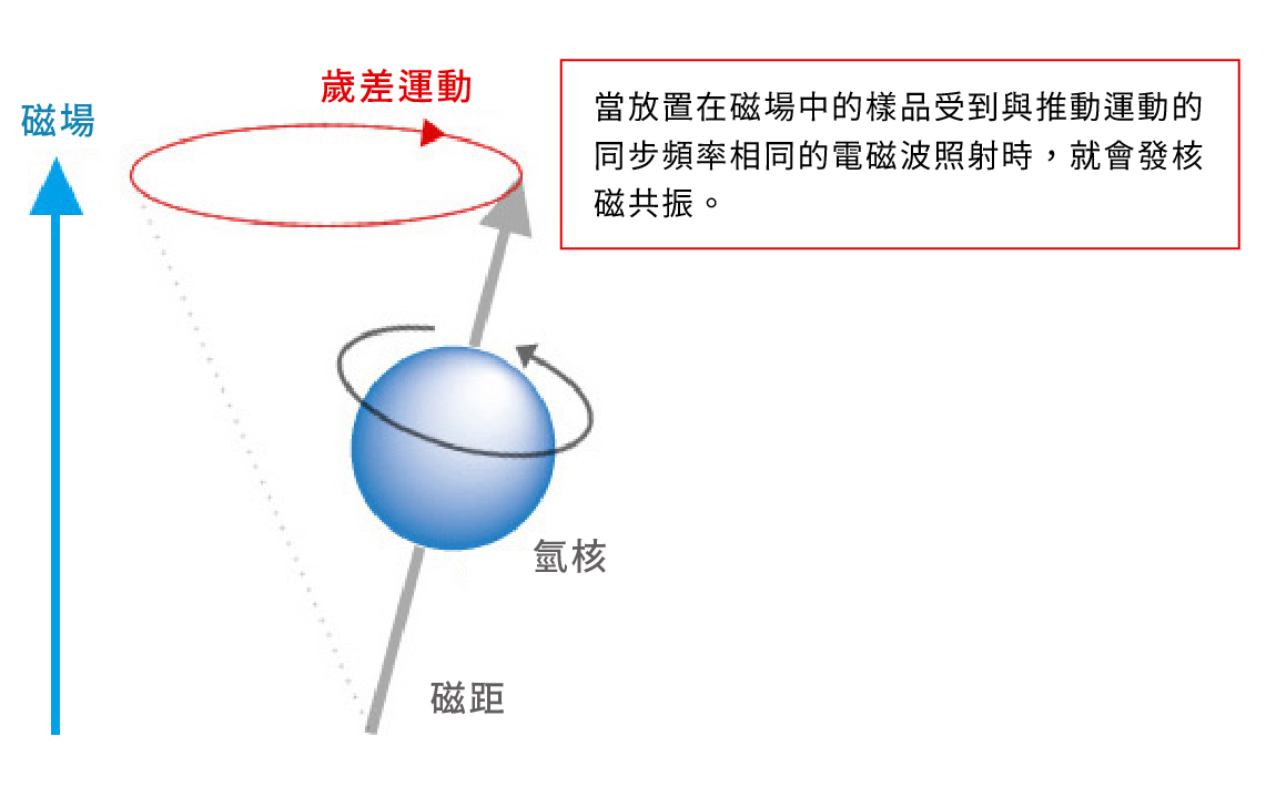 核自旋 